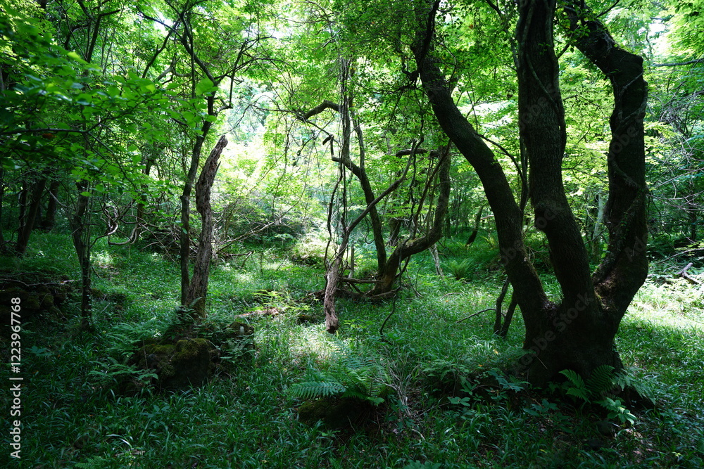 dense spring forest in the gleaming sunlight dense spring forest in the gleaming sunlight