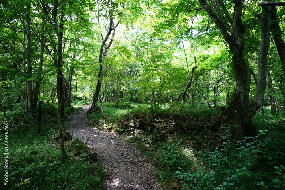 fine spring path in the refreshing forest fine spring path in the refreshing forest