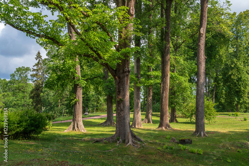 Fototapeta Naklejka Na Ścianę i Meble -  View of the Upper Park Oranienbaum Palace and Park Ensemble on a sunny summer day, Lomonosov, St. Petersburg, Russia