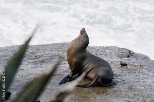sea lion on the beach