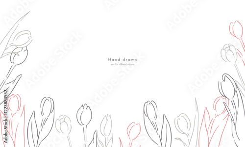線画。チューリップの線画ベクターイラストセット。春のチューリップ背景。Line drawing. Tulip line drawing vector illustration set. Spring tulip background.