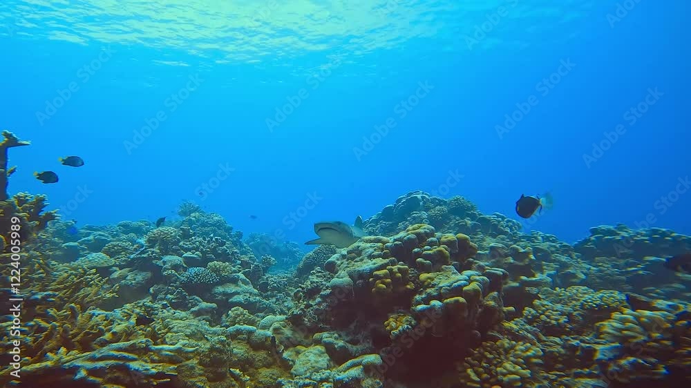 A whitetip reef shark (Triaenodon obesus) emerges from the vibrant coral reef and swims directly towards the camera. High-quality 4K footage A whitetip reef shark (Triaenodon obesus) emerges from the vibrant coral reef and swims directly towards the camera. High-quality 4K footage