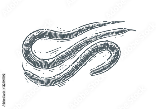 Nematodes hand drawn Illustration Sketch Vector Isolated