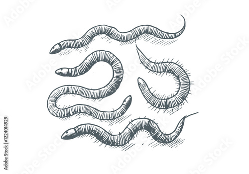 Nematodes hand drawn Illustration Sketch Vector Isolated