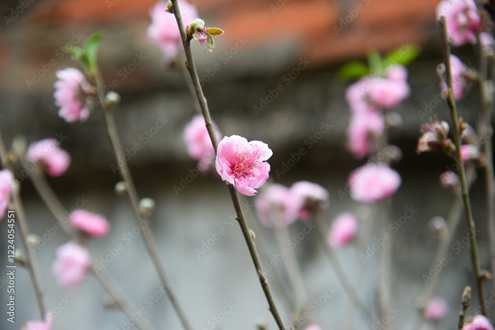 Peach flowers in garden in Bac Giang, Vietnam. Peach flower, the symbol of Vietnamese lunar new year Peach flowers in garden in Bac Giang, Vietnam. Peach flower, the symbol of Vietnamese lunar new year