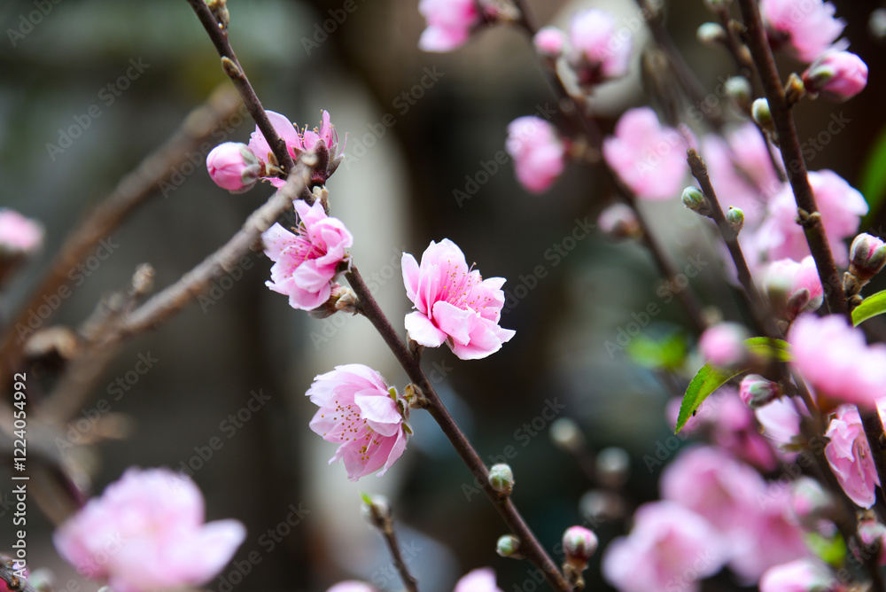 Peach flowers in garden in Bac Giang, Vietnam. Peach flower, the symbol of Vietnamese lunar new year Peach flowers in garden in Bac Giang, Vietnam. Peach flower, the symbol of Vietnamese lunar new year
