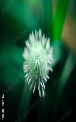 dandelion in the garden