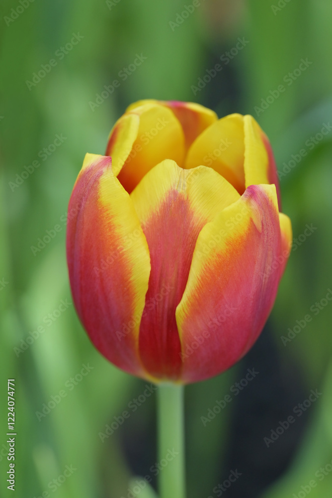 Close-up of tulips in a field, showcasing a mix of red and yellow petals. The tulips are in full bloom in natural, soft sunlight with green leaves forming a rich background. Close-up of tulips in a field, showcasing a mix of red and yellow petals. The tulips are in full bloom in natural, soft sunlight with green leaves forming a rich background.