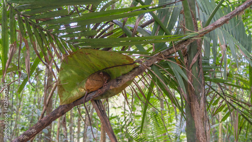 A tiny tarsier lurked on a branch under a large green leaf. Fluffy brown fur, large open eyes, long tail, fingers are visible. The background is tropical plants. Philippines. Bohol. Tarsier Sanctuary  photo