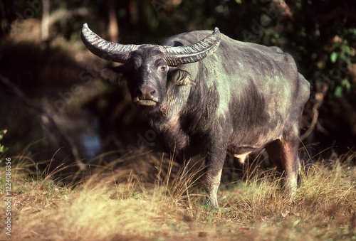 Large wild Water Buffalo with huge horns, Northern Territory