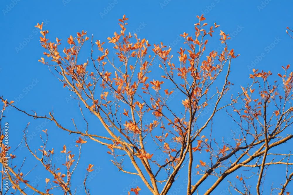 A vibrant close-up of early blooming cherry blossoms against a crisp, clear blue sky in January. A vibrant close-up of early blooming cherry blossoms against a crisp, clear blue sky in January.