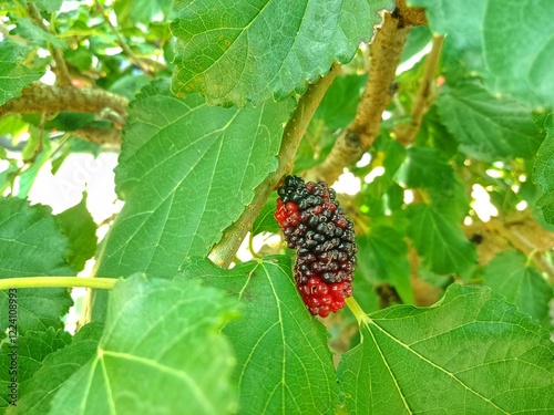  Morus alba L. or murbei fruit at the tree. has a sour and sweet taste. can be used for jam photo