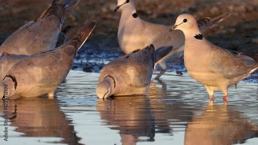 Cape turtle doves (Streptopelia capicola) drinking water, Kalahari desert, South Africa