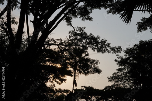 Silhouette of trees in the afternoon with the sun about to set and it is dark photo