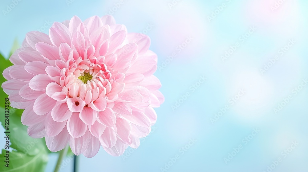 Fototapeta premium Pink Dahlia Bloom, Close-up, Soft Background, Floral Design