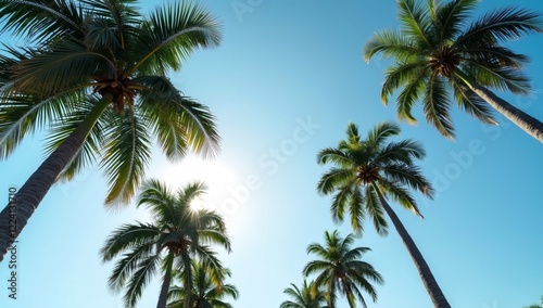 Low angle view of palm trees against sky, sky background, Palm background