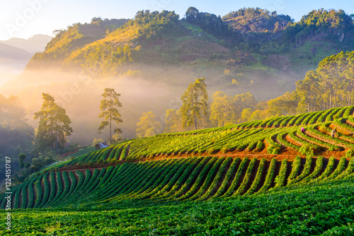 Strawberry Plantation agriculture terrace on the mountain at sunrise in Chiang mai Thailand.
