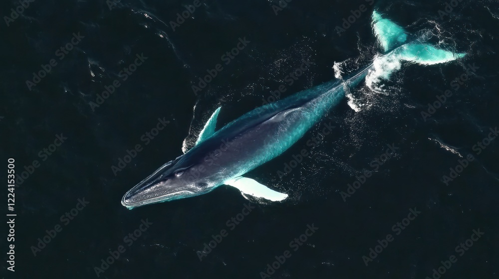 Obraz premium Aerial view of a majestic whale swimming in deep ocean waters.