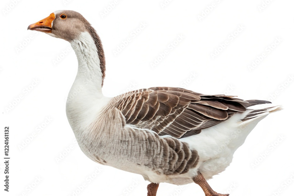 Animal isolated on white background Animal isolated on white background