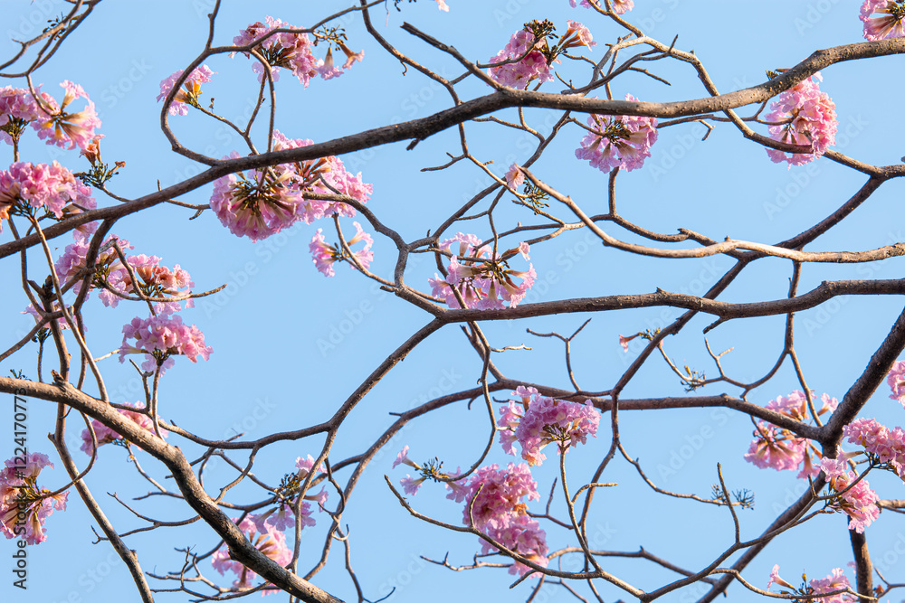 Branch of Rosy trumpet tree, Tabebuia rosea blossom flower with blue sky background Branch of Rosy trumpet tree, Tabebuia rosea blossom flower with blue sky background