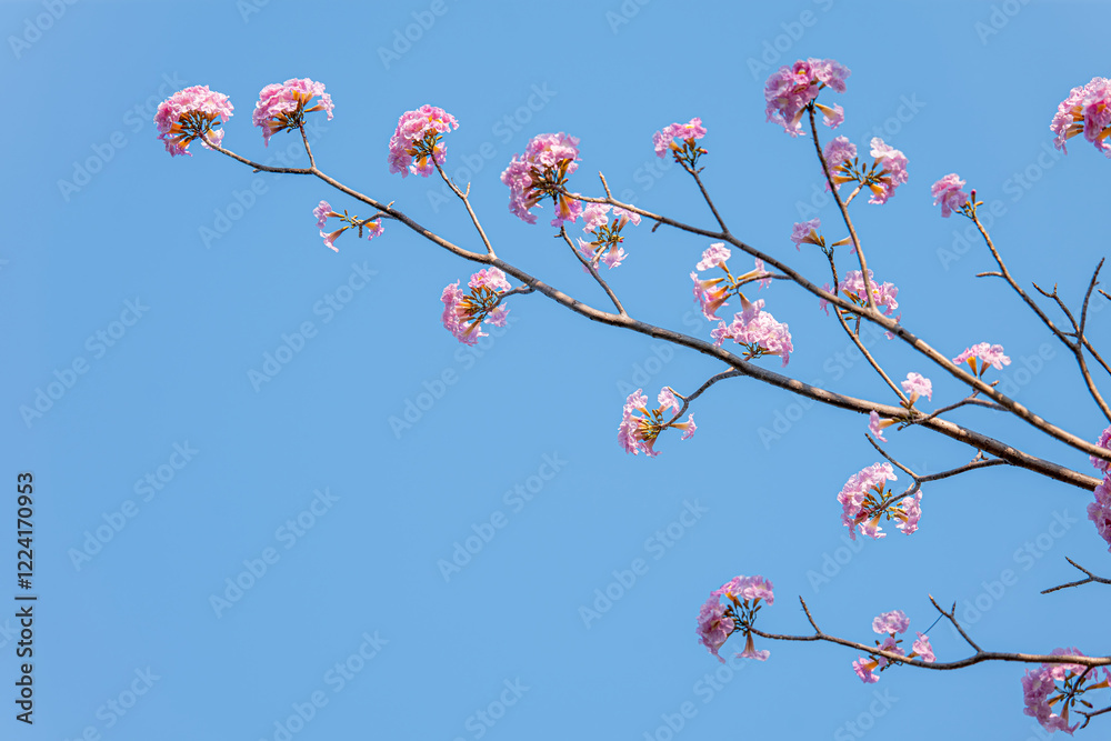 Branch of Rosy trumpet tree, Tabebuia rosea blossom flower with blue sky background