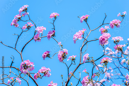 Branch of Rosy trumpet tree, Tabebuia rosea blossom flower with blue sky background
