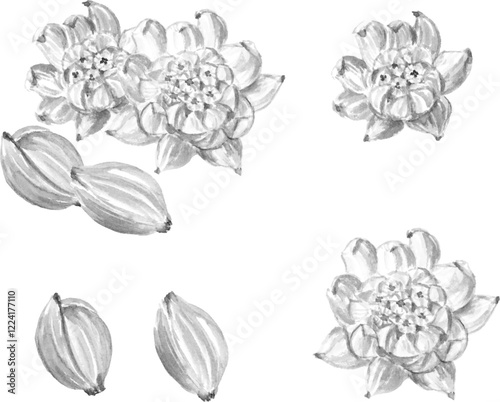 ふきのとうの水墨画セット　ベクター