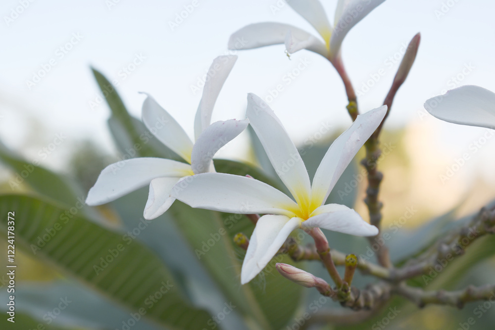 Fototapeta premium Plumeria obtusa, the frangipani, is a species of the genus Plumeria, beautiful little blooming Plumeria obtusa flowers, the Singapore graveyard flower.cultivated fot its ornamental and fragrant flower