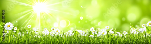 Sunny meadow daisies, bokeh background