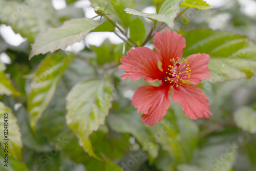 flower of Shoeblackplant plant, red Shoeblackplant flower, shoeblackplant flowers bloom among its dense leaves, Beautiful red flower closeup, Chakwal, Punjab, Pakistan photo