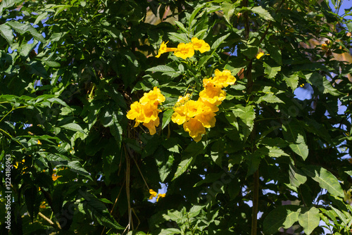 Tongurai tree is a flower of Thailand. photo