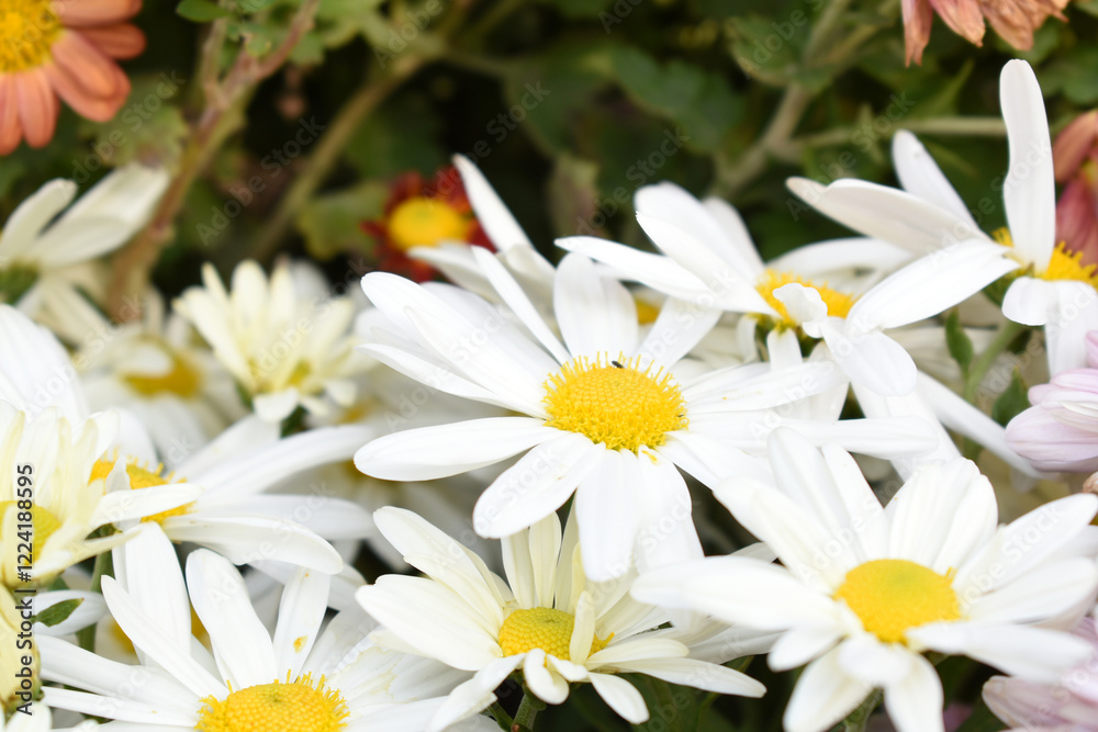 Obraz premium white Common daisy beautiful flowers with blur green background in garden, White beautiful daisies on a field in green grass, Oxeye daisy, Leucanthemum vulgare, Daisies, Dox-eye, Dog daisy in nature