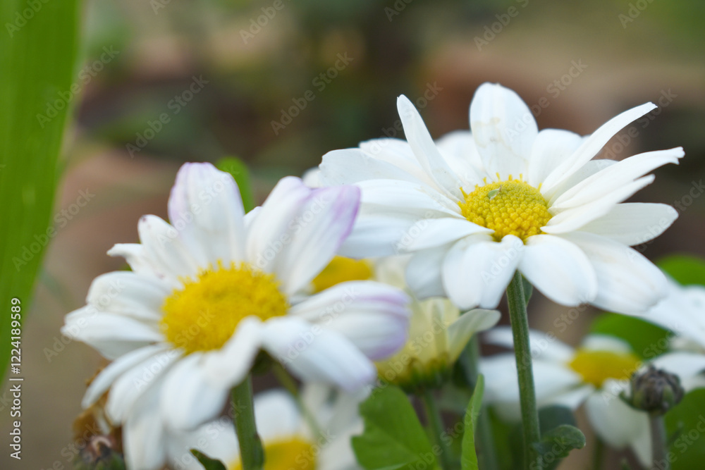 white Common daisy beautiful flowers with blur green background in garden, White beautiful daisies on a field in green grass, Oxeye daisy, Leucanthemum vulgare, Daisies, Dox-eye, Dog daisy in nature white Common daisy beautiful flowers with blur green background in garden, White beautiful daisies on a field in green grass, Oxeye daisy, Leucanthemum vulgare, Daisies, Dox-eye, Dog daisy in nature