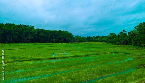 rice field in the morning