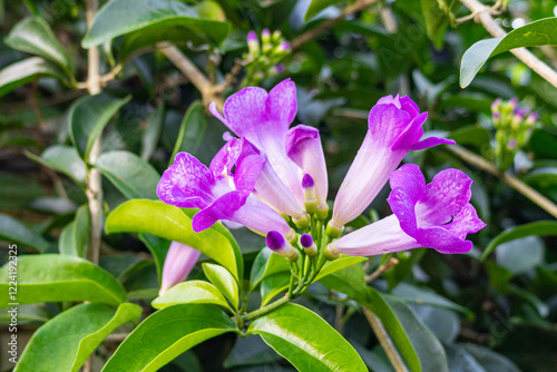 The pink-purple flowers of garlic vine (Mansoa alliacea, Mansoa hymenaea), also known as ajo sacha. This photo was taken in Myanmar with a high-resolution camera. photo