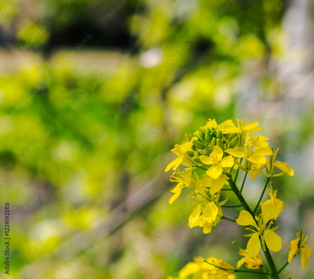 ハルサキヤマガラシの花5