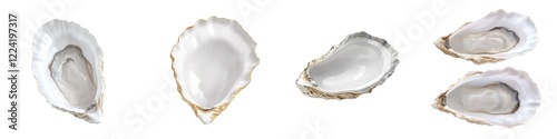 3d collection of Open oyster shell isolated on white background or transparent PNG cutout photo