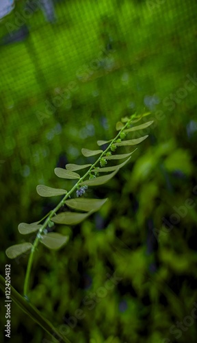 fern leaf with dew drops