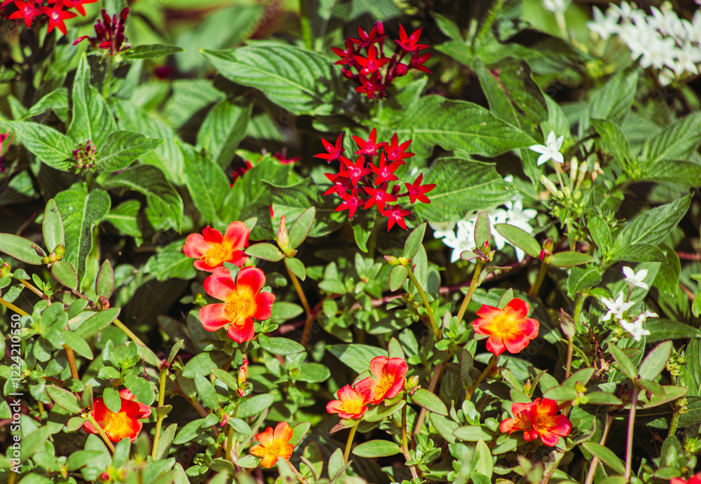 マツバボタンの花3 マツバボタンの花3