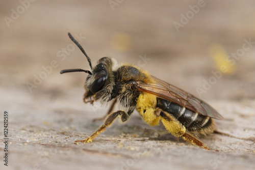 Closeup on a female short-fringed mining bee, Andrena dorsata photo