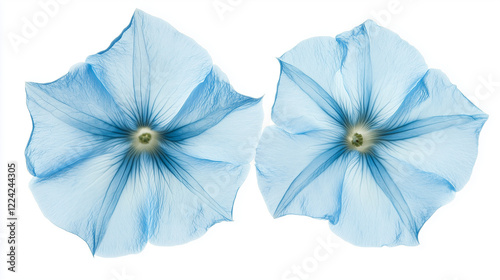 Surreal Blue Flowers in Minimalist Composition, Evoking Tranquility and Natural Elegance