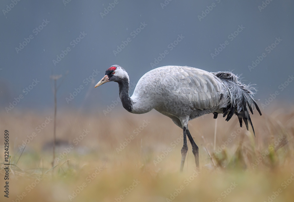 Fototapeta premium Common crane bird ( Grus grus )