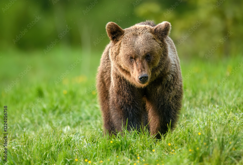 Fototapeta premium Wild brown bear ( Ursus arctos )