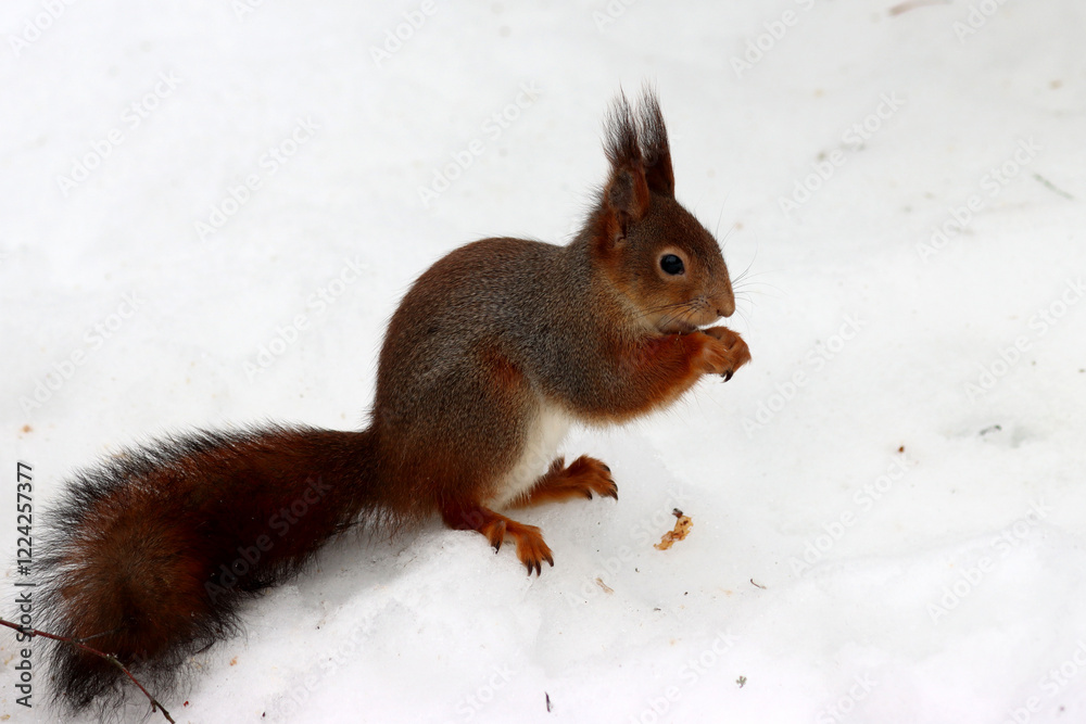 Squirrel Squirrel