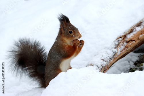 Photography Squirrel
