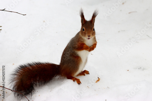 Photography Squirrel