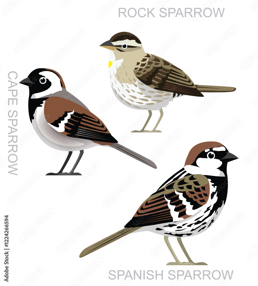 Obraz premium Bird Spanish Sparrow Cape Sparrow Set Cute Cartoon Vector