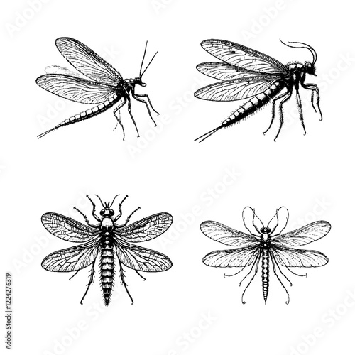 mayfly