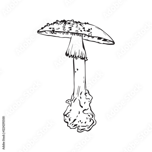 Flat vector hand drawn black and white cartoon Fly agaric mushroom outline illustration. Fly agaric, Fly agaric illustration, mushrooms.