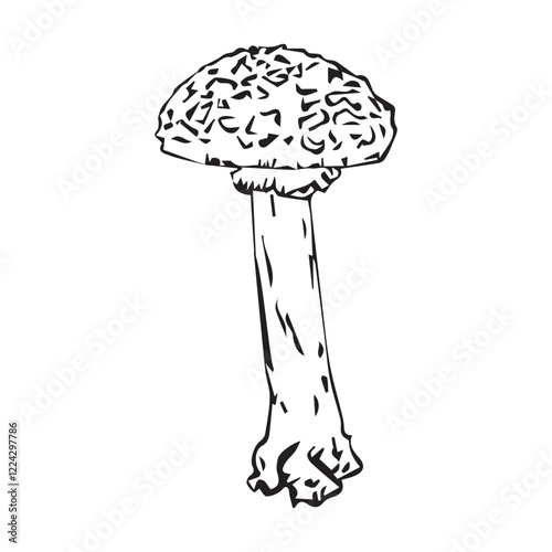 Flat vector hand drawn black and white cartoon Fly agaric mushroom outline illustration. Fly agaric, Fly agaric illustration, mushrooms.